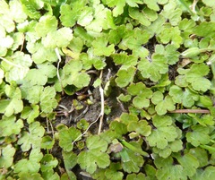 Hydrocotyle microphylla