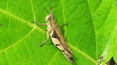 Stenocatantops angustifrons