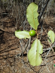 Diospyros vescoi