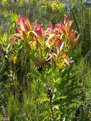 Leucadendron microcephalum
