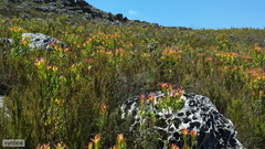 Leucadendron microcephalum