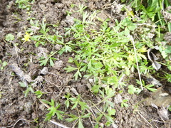 Ranunculus amphitrichus