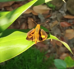 Oriens goloides