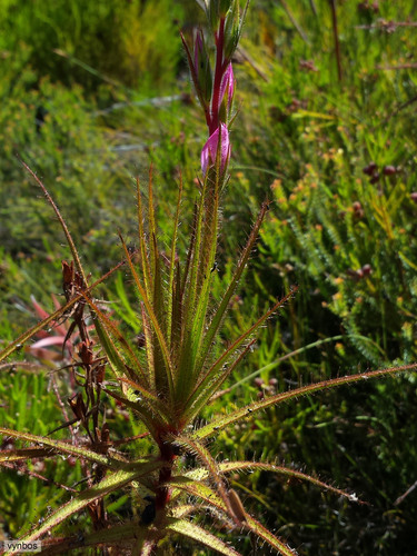 Roridula gorgonias (Roridula gorgonias)