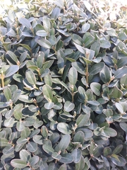 Buxus