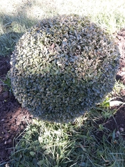 Buxus