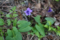 Viola inconspicua nagasakiensis