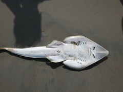 Pacific Guitarfish photo 2