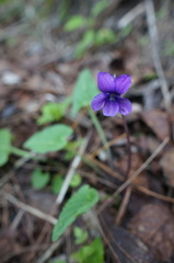 Viola inconspicua nagasakiensis