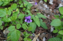 Viola inconspicua nagasakiensis
