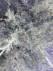 Juniperus
