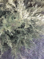 Juniperus