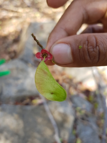 Brandzeia filicifolia image