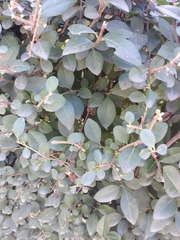 Ligustrum