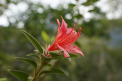 Rhododendron oldhamii