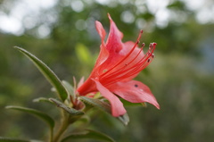 Rhododendron oldhamii