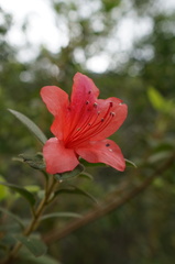 Rhododendron oldhamii