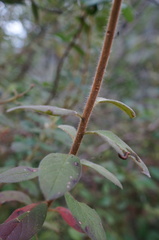 Rhododendron oldhamii