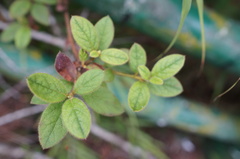 Rhododendron oldhamii