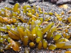 Adenocystis utricularis