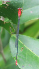Teinobasis rufithorax