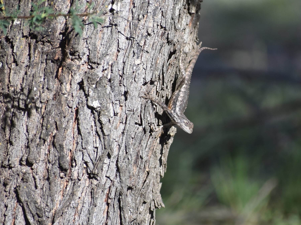 April Lizard Texas Spiny Lizard in April 2023 by Chris Bentley · iNaturalist