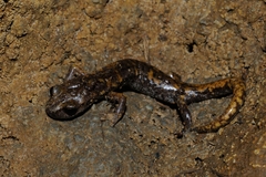 Strinati's Cave Salamander photo 3