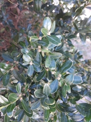 Buxus