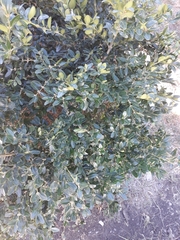 Buxus