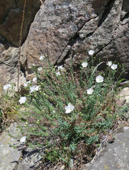 Linum monogynum
