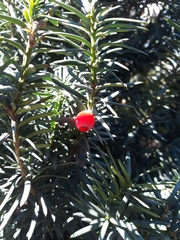 Taxus baccata