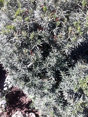 Taxus baccata