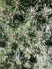 Juniperus