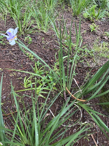 Dietes grandiflora, 2023-04-29