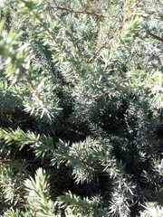 Juniperus communis