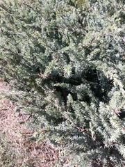 Juniperus communis