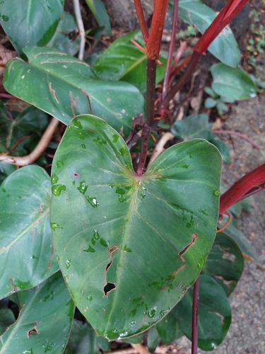 Philodendron erubescens