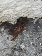 Centruroides limpidus