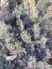 Juniperus