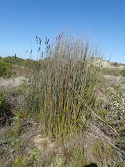 Thamnochortus spicigerus
