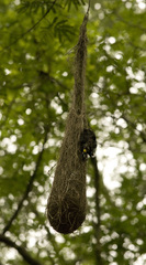 Cacicus chrysopterus