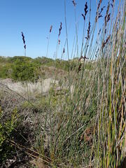 Thamnochortus spicigerus