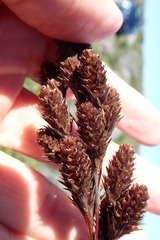 Thamnochortus spicigerus