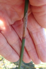 Thamnochortus spicigerus