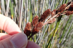 Thamnochortus spicigerus