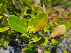 Salacia