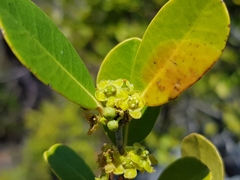 Salacia