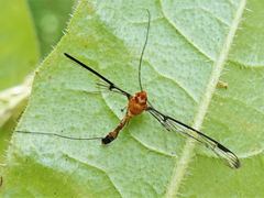Aurotipula clara