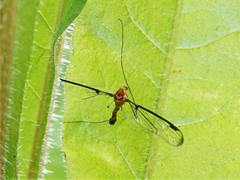 Aurotipula clara
