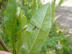 Aurotipula clara